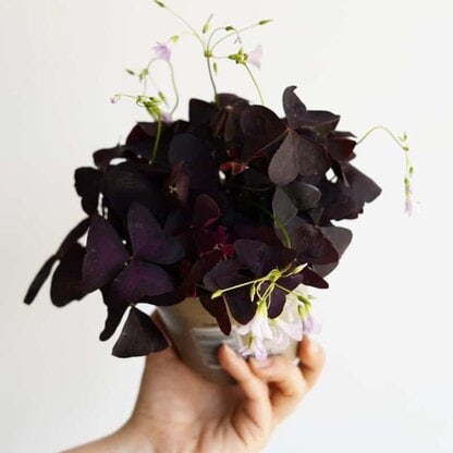 szczawik trójkątny mijke oxalis triangularis szczawik trójkątny mijke oxalis triangularis