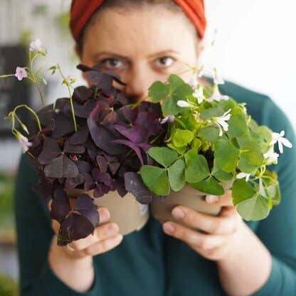 Oxalis szczawik biały i purpurowy Oxalis szczawik biały i purpurowy