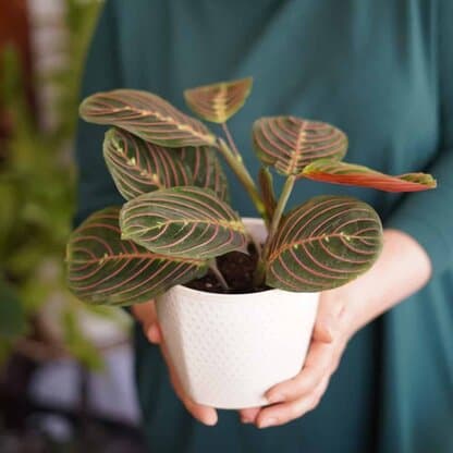 marantha fascinator tricolor