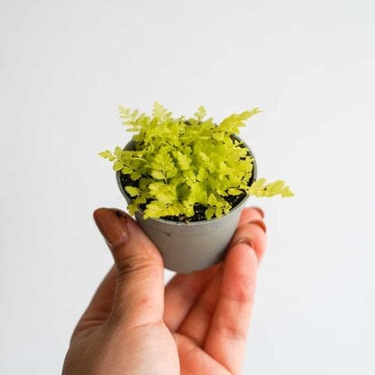 Nefrolepis Boston Blonde (Nephrolepis exaltata) Zielony Słoik