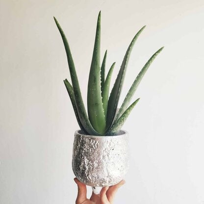 Osłonka betonowa 'Silver' 14 cm