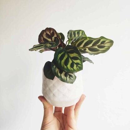 osłonka ceramiczna biała + calathea makoyanaBohema 6 cm zielony słoik