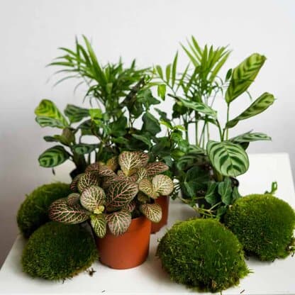 Zestaw roślin do słoika: 2 ogrody leśne