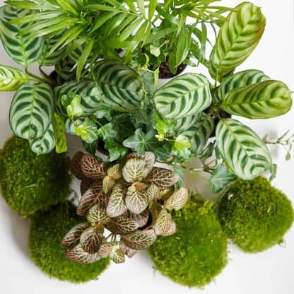 Zestaw roślin do słoika: 2 ogrody leśne