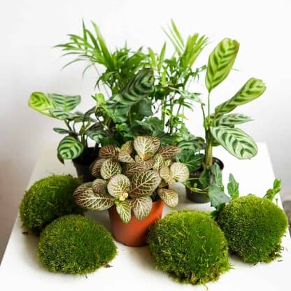 Zestaw roślin do słoika: 2 ogrody leśne