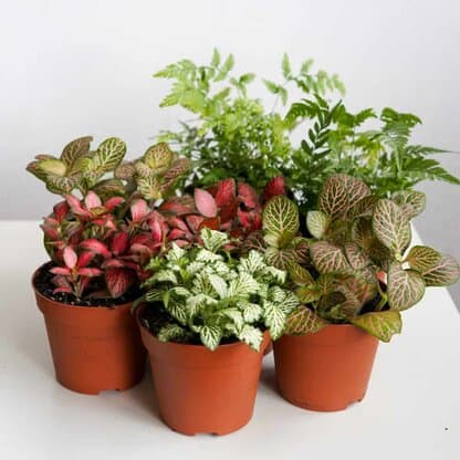 Zestaw roślin do lasu w słoiku: 10 ogrodów leśnych Zestaw roślin do lasu w słoiku: 10 ogrodów leśnych