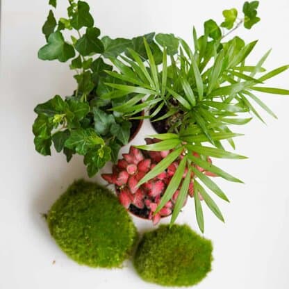 Zestaw roślin do lasu w szkle - NA DOBRY POCZĄTEK