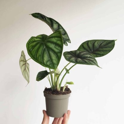 Alokazja dragon scale