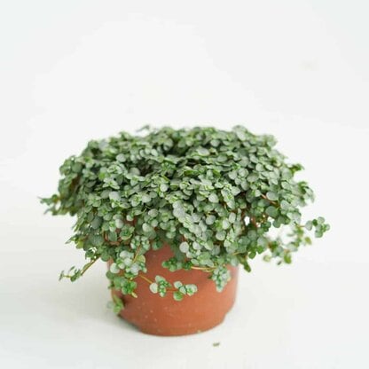 Pilea glaucophylla 'Greyzy'