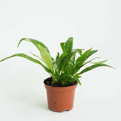 Paproć Aglaomorpha 'Snake Leaf' (Aglaomorpha coronans) Paproć Aglaomorpha 'Snake Leaf' (Aglaomorpha coronans)