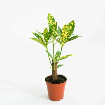 Codiaeum 'Aucubaefolia' Kroton