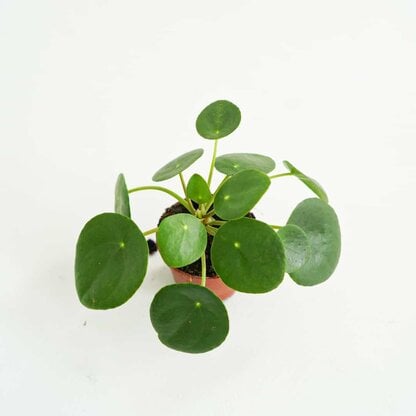 Pilea peperomiolistna MINI (Pilea peperomioides)