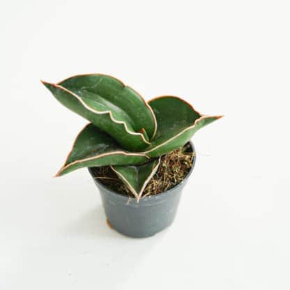 Sansewieria 'Samurai Dwarf' (Sansevieria sp.)