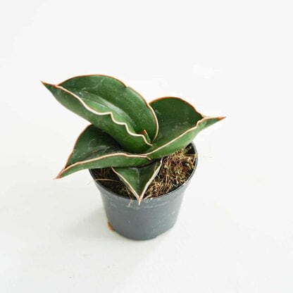 Sansewieria 'Samurai Dwarf' (Sansevieria sp.) Sansewieria 'Samurai Dwarf' (Sansevieria sp.)