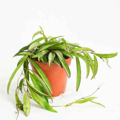 Hoya Wayetii Hoya Wayetii