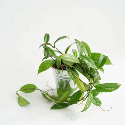 Hoja 'Splash' (Hoya pubicalyx)