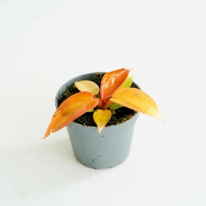 Filodendron 'Prince of orange' (Philodendron sp.) MINI Filodendron 'Prince of orange' (Philodendron sp.) MINI