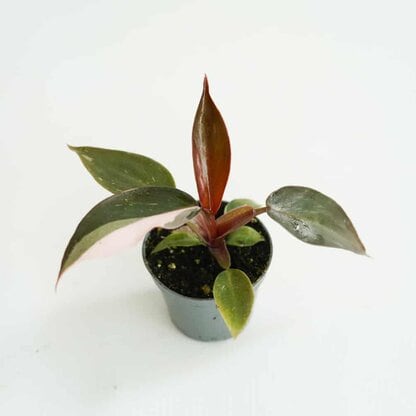 Filodendron 'Pink Princess' mini (Philodendron sp.) Filodendron 'Pink Princess' mini (Philodendron sp.)