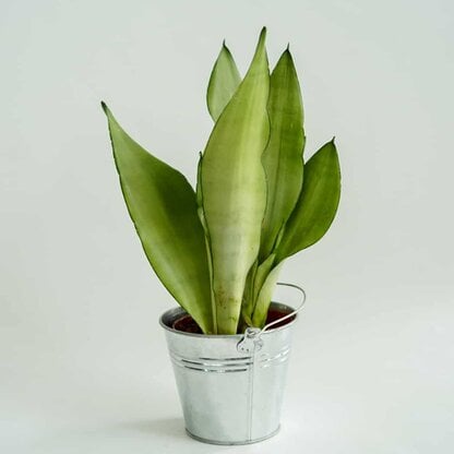 Sansewieria 'Moonshine' (Sansevieria trifasciata) sansevieria moonshine