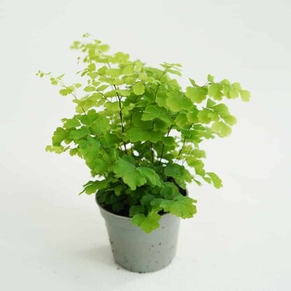 adiantum klinowate adiantum klinowate