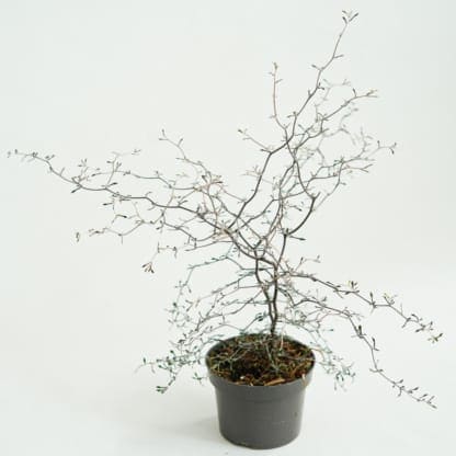 corokia virgata Maori Silver