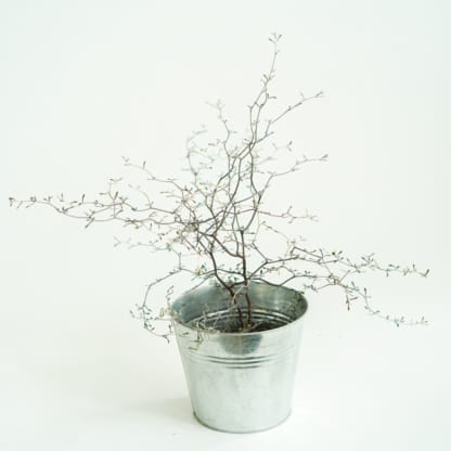 corokia Maori Silver