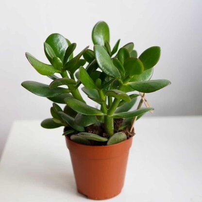 crassula ovata