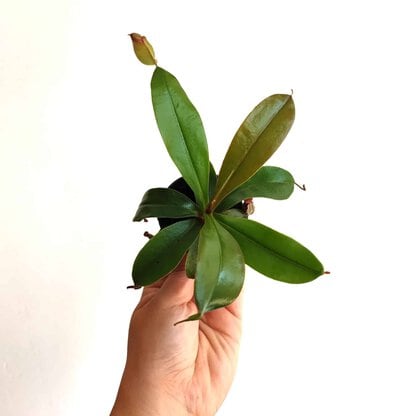 dzbanecznik Nepenthes Bloody Mary