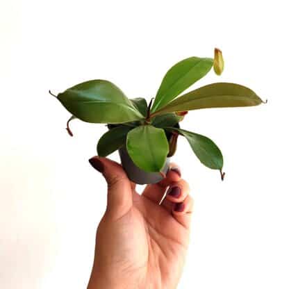 dzbanecznik Nepenthes Bloody Mary