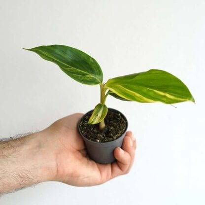 Alpinia Zerumbet 'Variegata'