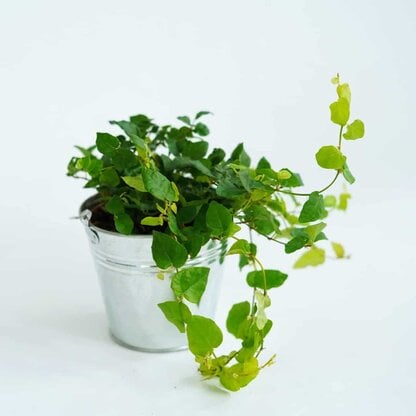 Fikus pnący (Ficus pumila) Fikus pnący (Ficus pumila)