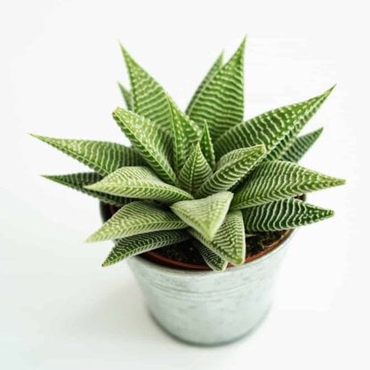 Haworthia 'Spider White' (Haworthiopsis limifolia)