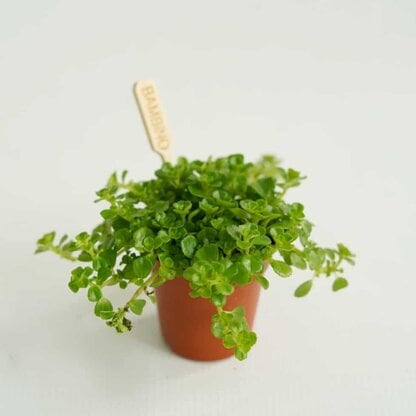 Pilea depressa MINI Pilea depressa MINI