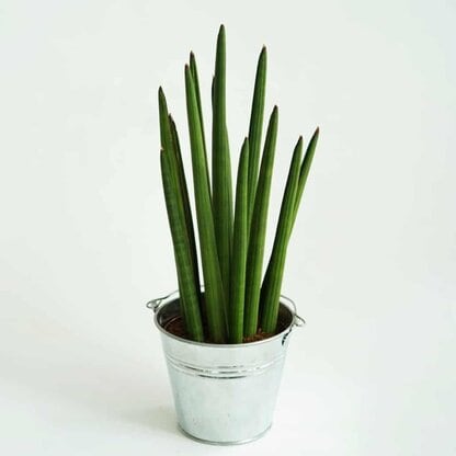 Sansewieria cylindryczna (sansevieria cylindrica) Sansewieria cylindryczna (sansevieria cylindrica)