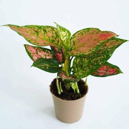 Aglaonema 'Spotted Star' (Aglaonema sp.)