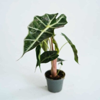 Alokazja 'Curly Bambino' (Alocasia amazonica) Alokazja 'Curly Bambino' (Alocasia amazonica)