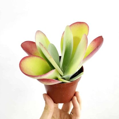 Kalanchoe thyrsiflora