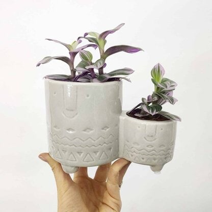 trzykrotka nanouk Twins