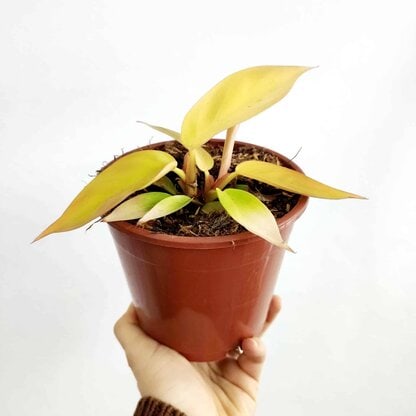 filodendron prince of orange p14