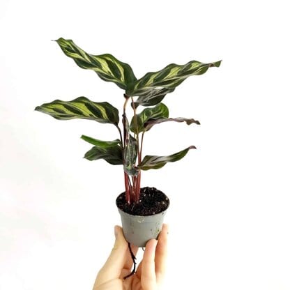 calathea makoyana