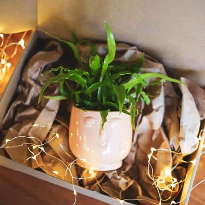 Świąteczny zestaw roślinny 'Happy Face' Świąteczny zestaw roślinny 'Happy Face'