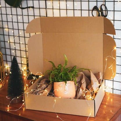 Świąteczny zestaw roślinny 'Happy Face' Świąteczny zestaw roślinny 'Happy Face'