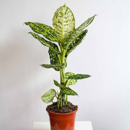 diffenbachia reflector diffenbachia reflector