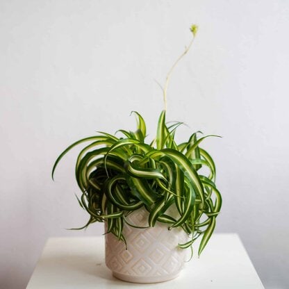 zielistka bonnie zielistka bonnie