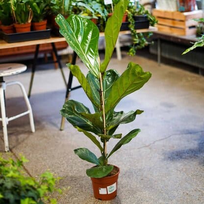 ficus lyrata ficus lyrata