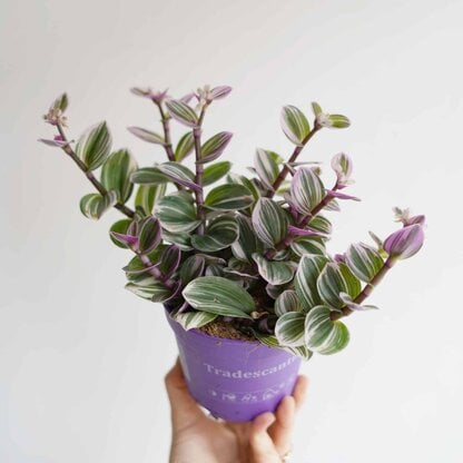 trzykrotka nanouk tradescantia albiflora