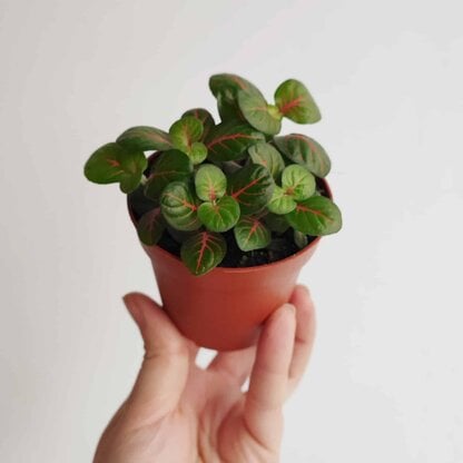 fittonia fortissimo Bubble Red