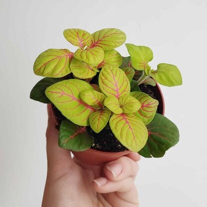 Fittonia mosaic Bubble Green 8,5 cm