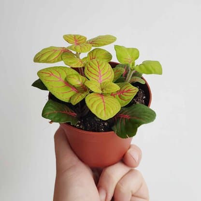 Fittonia mosaic Bubble Green 8,5 cm