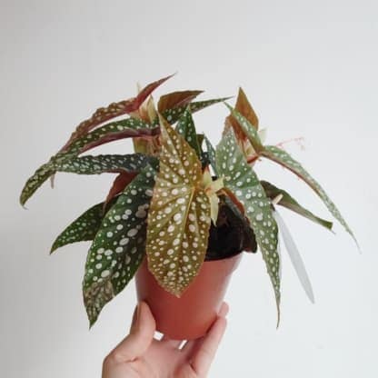 Begonia 'Cane Hotspot' (Begonia sp.)
